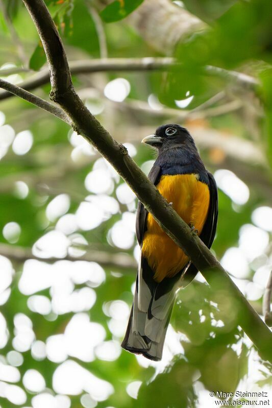 Trogon à queue blanche