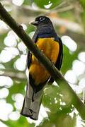 Green-backed Trogon