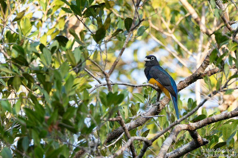 Trogon à queue blanche