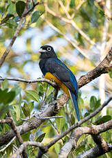 Trogon à queue blanche