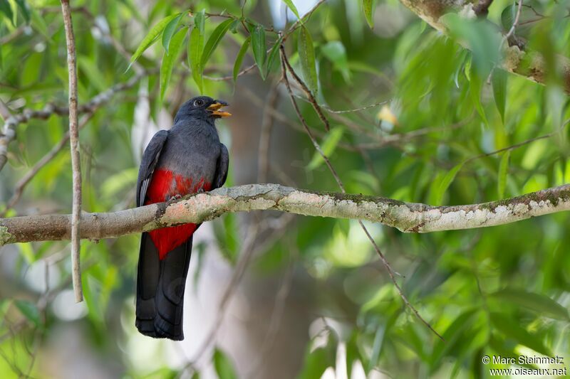 Trogon à queue noire femelle