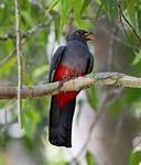 Trogon à queue noire