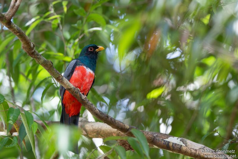 Trogon à queue noire mâle