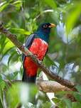 Trogon à queue noire