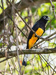 Trogon à tête noire