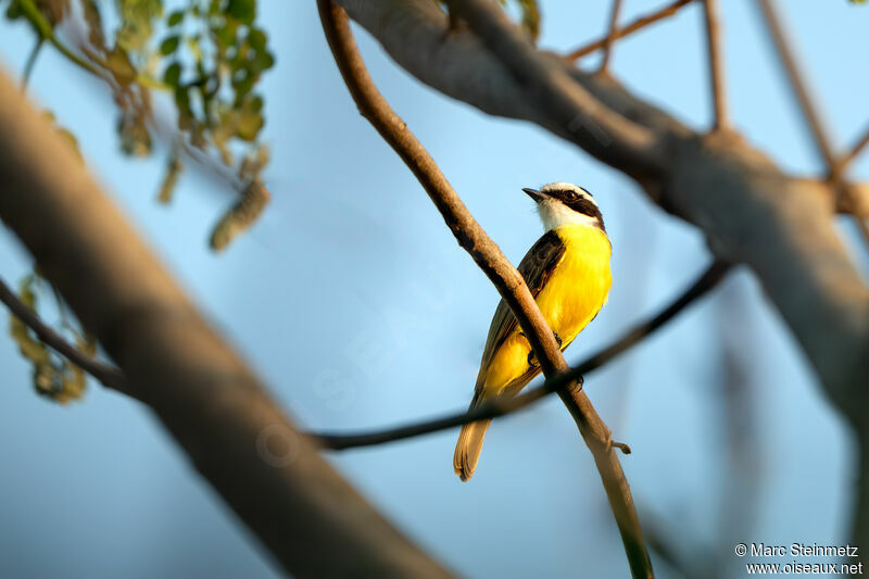 White-bearded Flycatcher