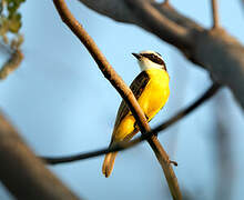 White-bearded Flycatcher