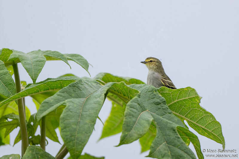 Golden-faced Tyrannulet