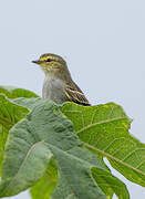 Golden-faced Tyrannulet