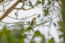 Golden-faced Tyrannulet