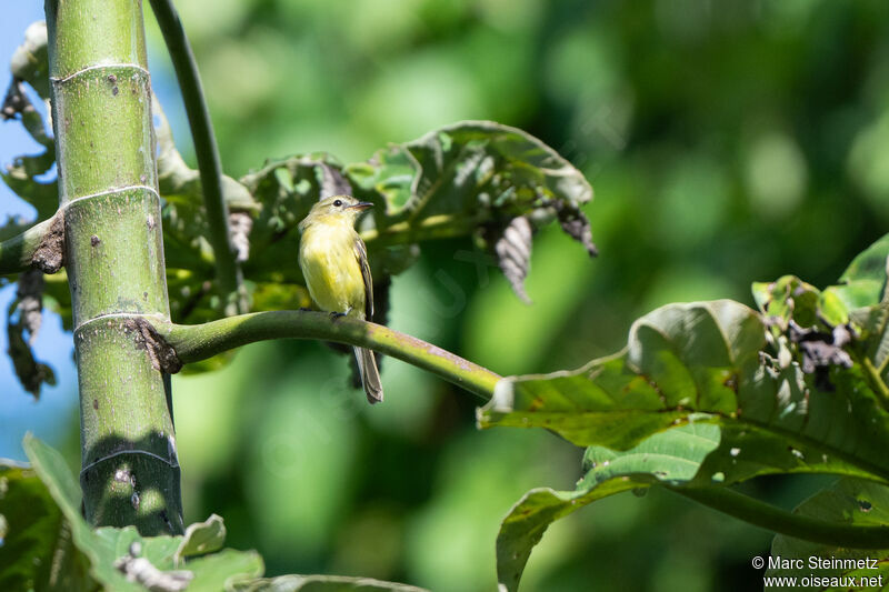 Southern Mouse-colored Tyrannulet