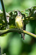 Southern Mouse-colored Tyrannulet