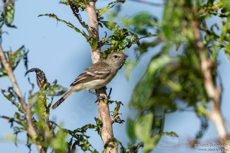 Southern Mouse-colored Tyrannulet