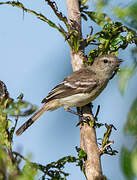 Southern Mouse-colored Tyrannulet