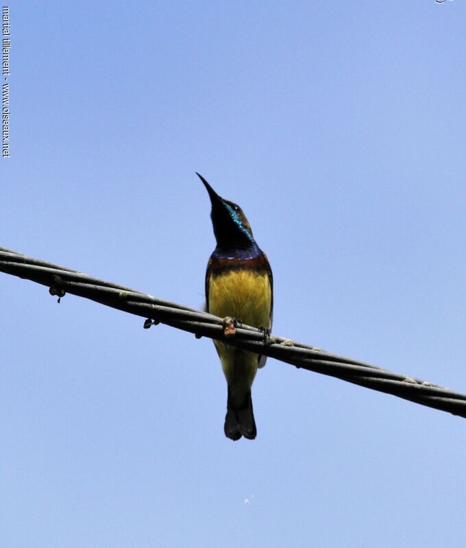 Ornate Sunbird male