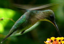 Plain-bellied Emerald