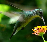 Plain-bellied Emerald