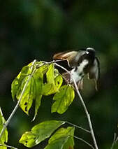 Cotinga brun