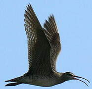 Hudsonian Whimbrel