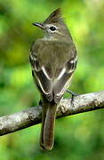 Plain-crested Elaenia