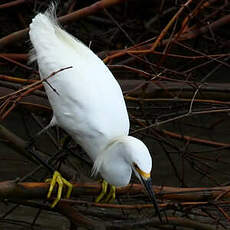 Aigrette neigeuse