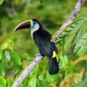 Toucan à Bec Rouge Ramphastos Tucanus