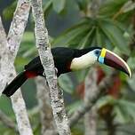 Toucan à bec rouge