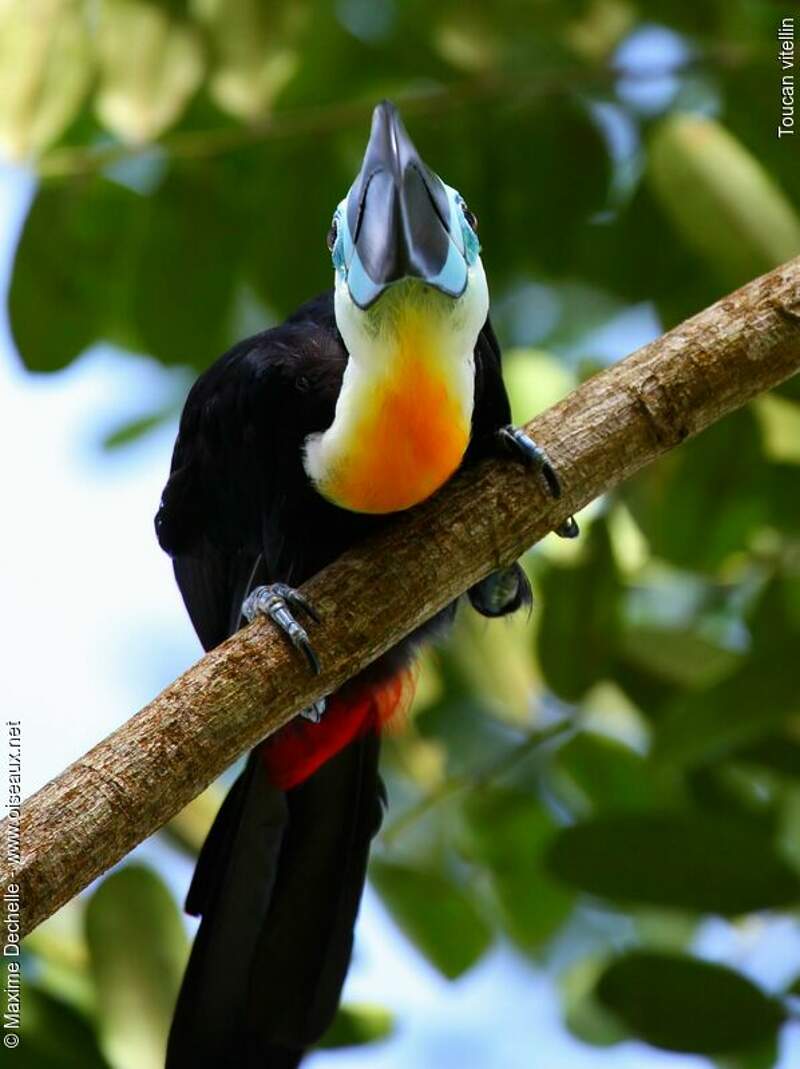 Channel-billed Toucan - Ramphastos vitellinus male adult - maxd67935