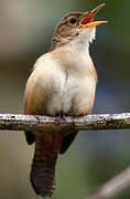 Southern House Wren