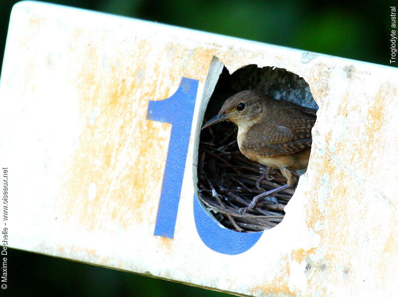 Southern House Wren