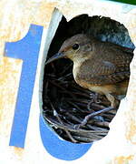 Southern House Wren