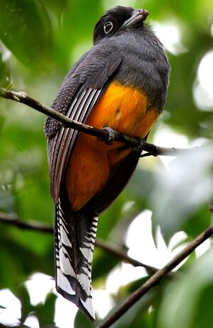 le Kakapo (quel drole de nom)  Trogon.a.queue.blanche.maxd.11p