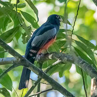 Trogon de Baird