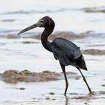 Aigrette bleue