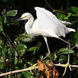 Aigrette neigeuse