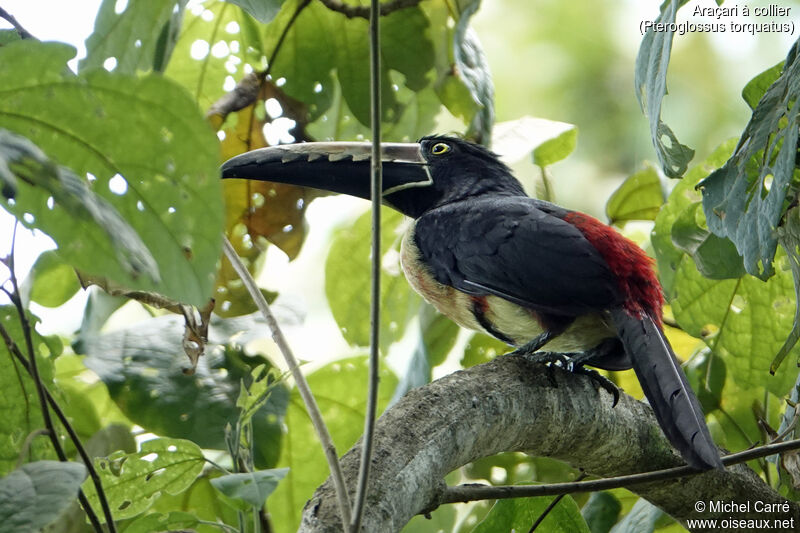 Collared Aracariadult