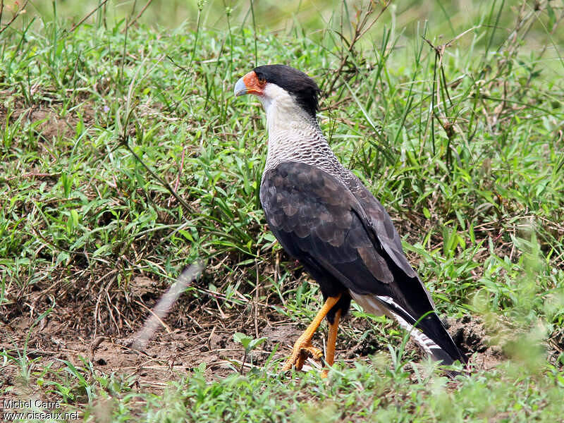 Northern Crested Caracara - Caracara Cheriway Adult - Mica164000