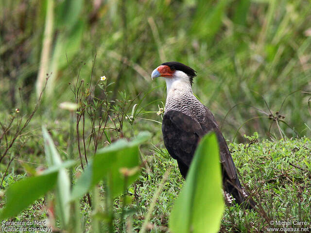 Crested Caracara (cheriway) - Caracara plancus cheriway - mica164001