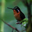 Colibri à gorge pourprée