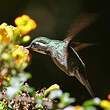 Colibri à queue grise