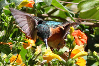 Colibri à queue grise