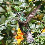 Colibri à queue grise