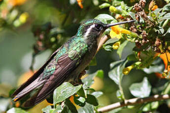 Colibri à queue grise