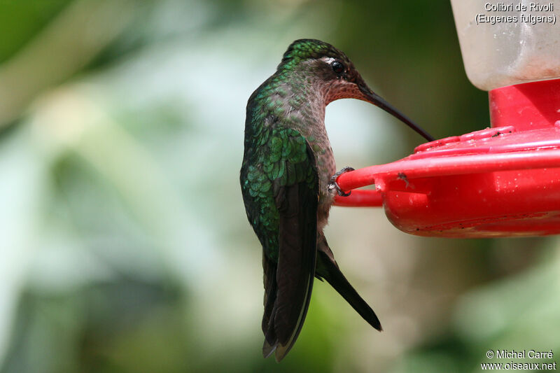 Rivoli's Hummingbird female adult