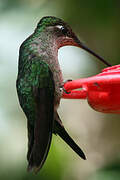 Rivoli's Hummingbird