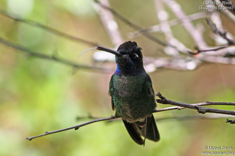 Rivoli's Hummingbird male adult