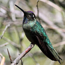 Colibri de Rivoli