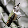 Colibri flammule