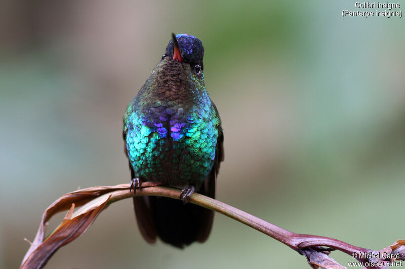 Fiery-throated Hummingbird male adult