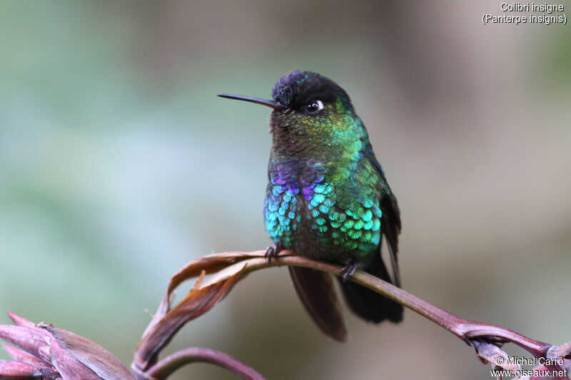 Fiery-throated Hummingbird male adult